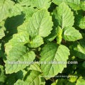 GMPs factory Agastache rugosus extract powder(P.E)